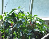 DSC_2036 Central Park Zoo, Manhattan, NYC -- 1 July 2012